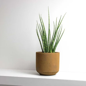 Snake Plant plant photo by @lilamae named frankie on Greg, the plant care app.