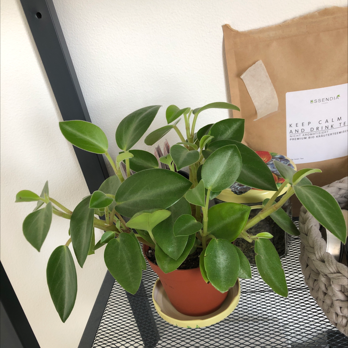 Teardrop Peperomia plant in a pot with vibrant green leaves, well-framed and in focus.