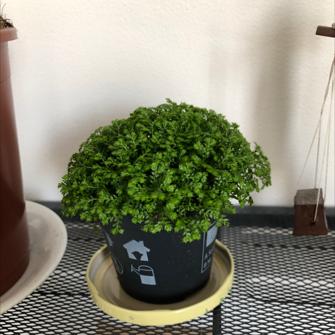 A lush, healthy club moss plant with vibrant green foliage growing in a recycled pot on a checkered surface.