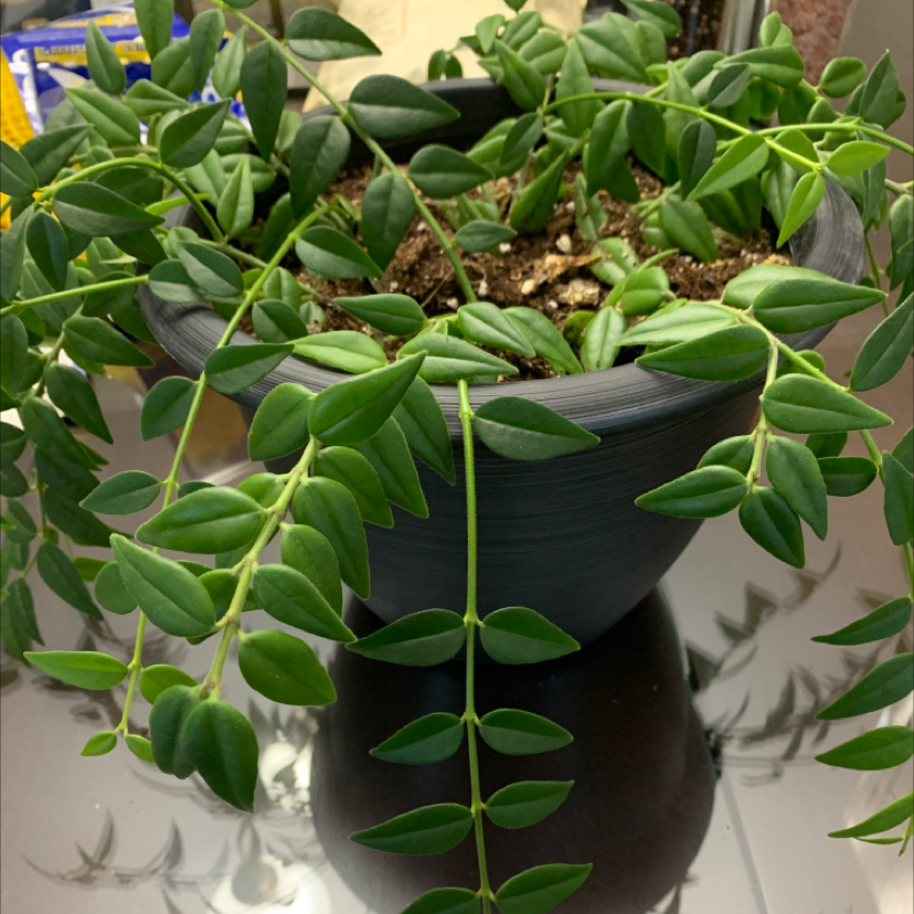 Photo of the plant species Early Star-of-Bethlehem by Meghan named Star of Bethlehem on Greg, the plant care app