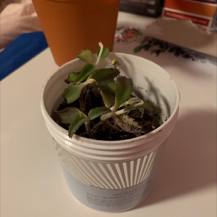 Mother of Thousands plant photo by @isa-luna05 named Henry Clay on Greg, the plant care app.