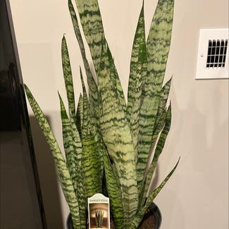 Zeylanica Snake Plant plant in Somewhere on Earth
