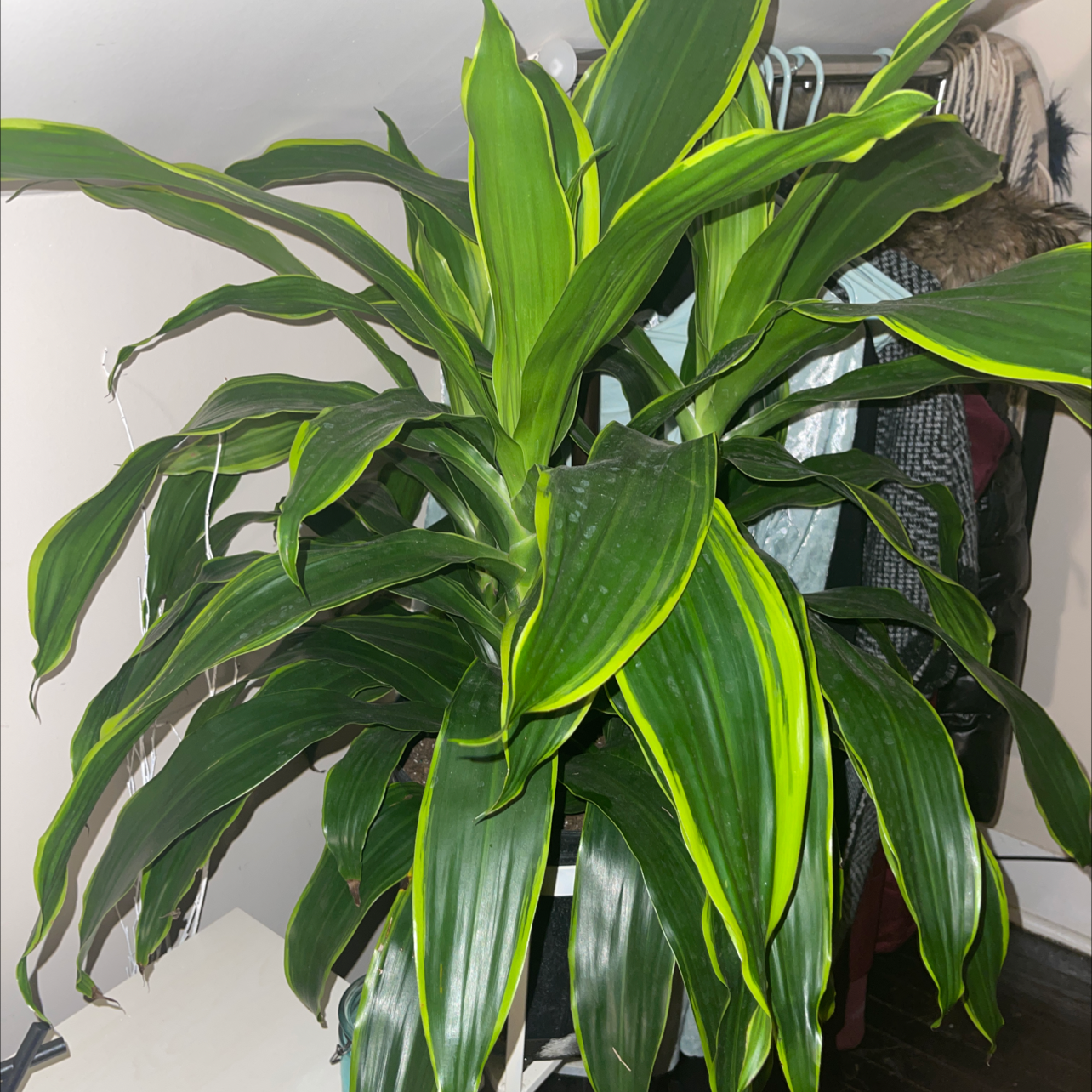 Dracaena Dorado plant with vibrant green leaves and yellow edges, appears healthy.