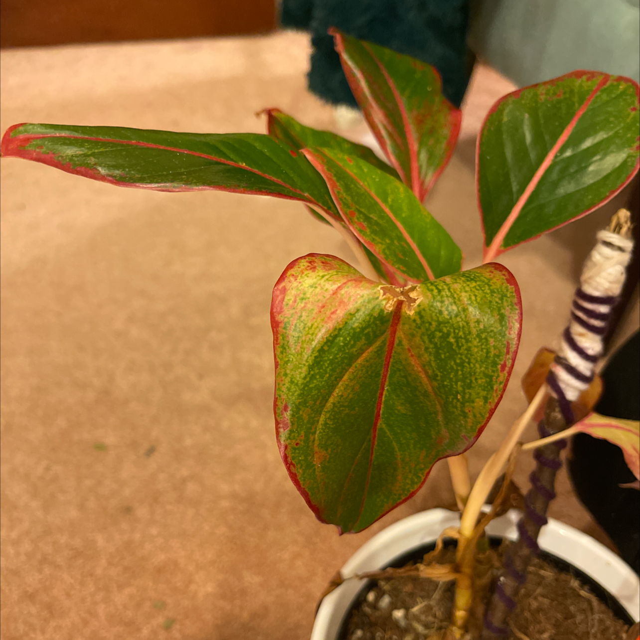 Healthy variegated Greater Periwinkle plant with glossy pink and green leaves, potted in soil.