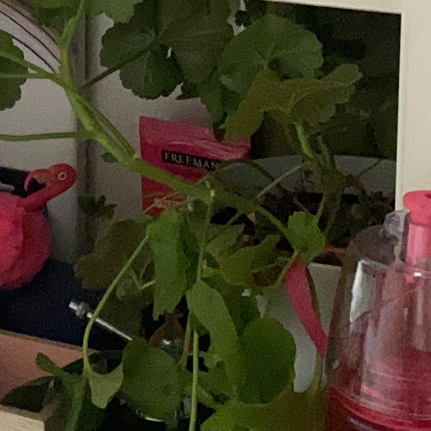 Zonale Geranium plant photo by @Cinnabunny named Bubbles on Greg, the plant care app.