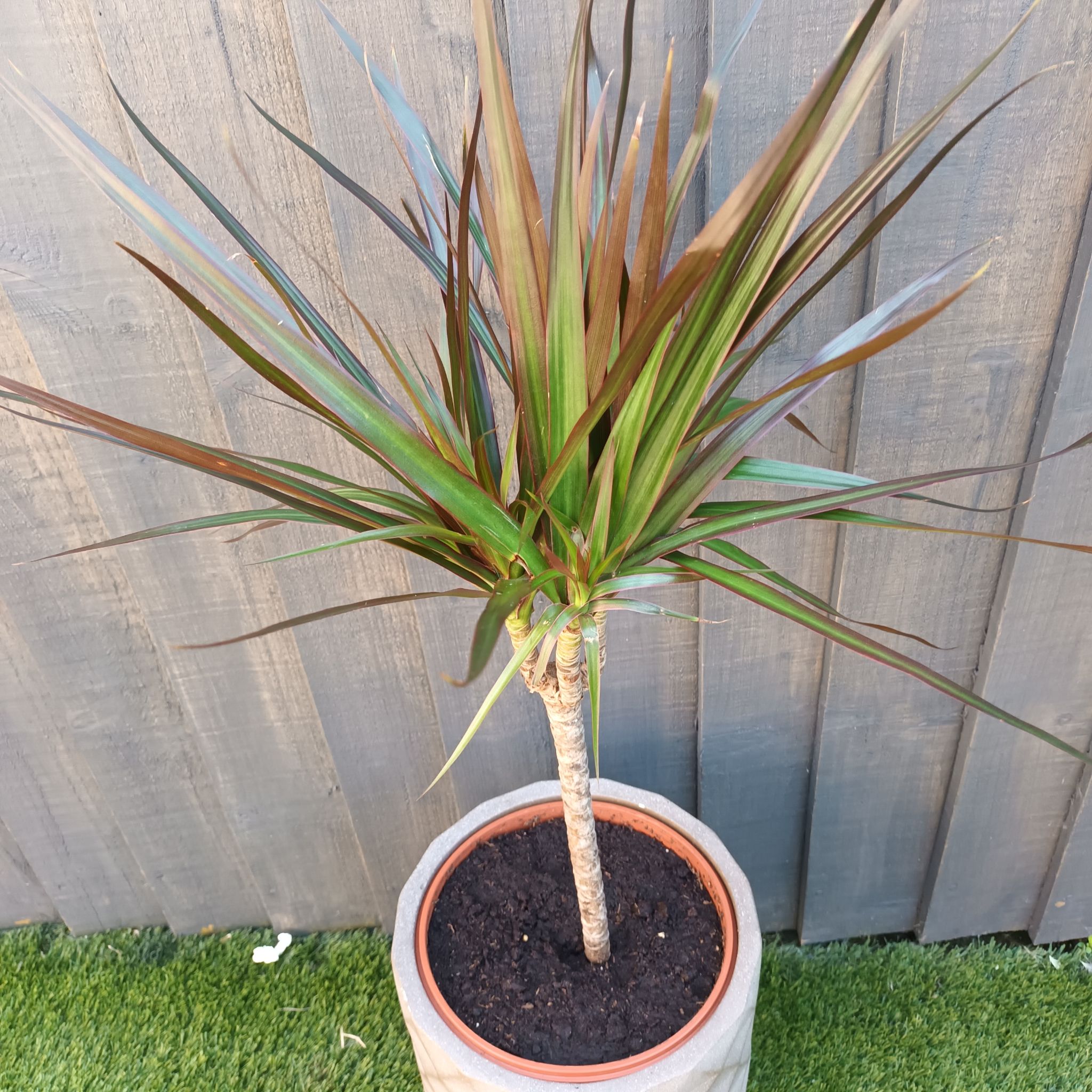 Potted Open Weave Dragon Tree with long, narrow leaves against a wooden fence.