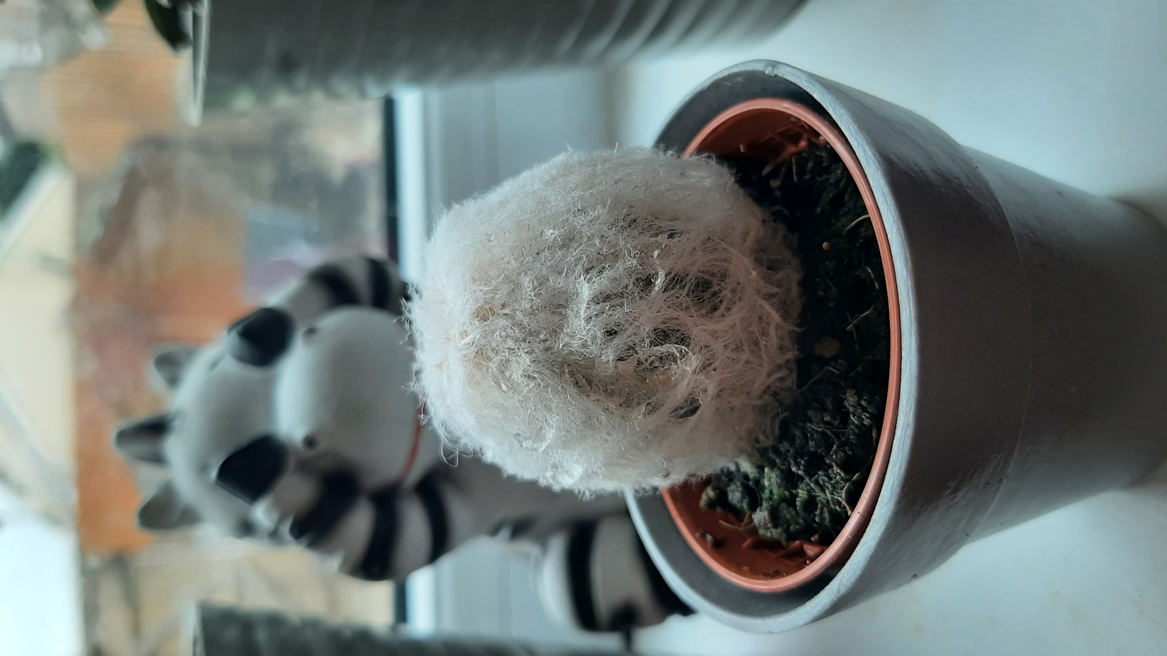 Peruvian Old Lady Cactus in a pot with a figurine in the background.