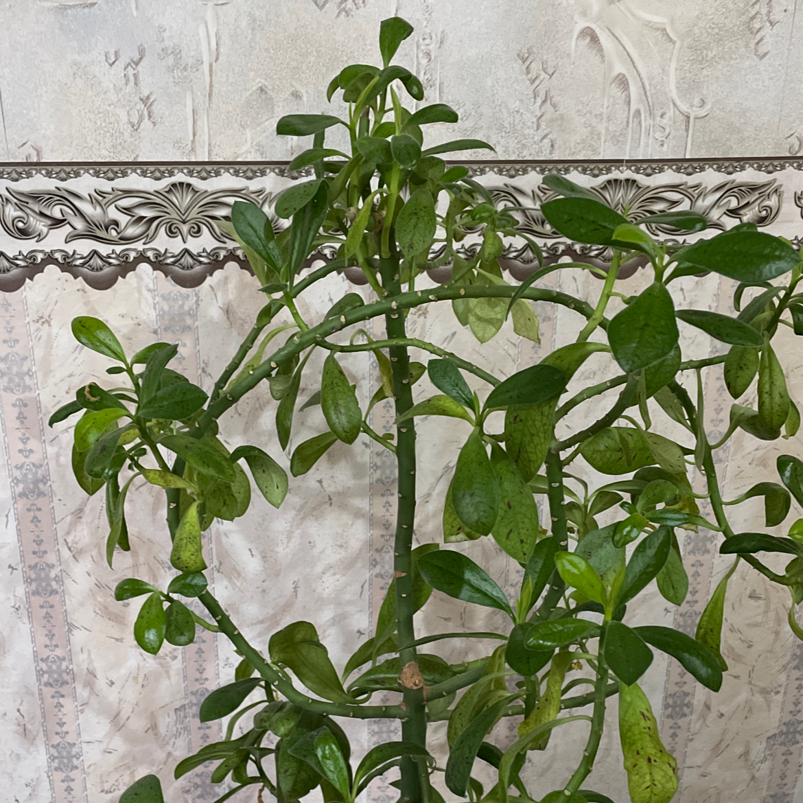 YearRound Light Requirements For My Euphorbia