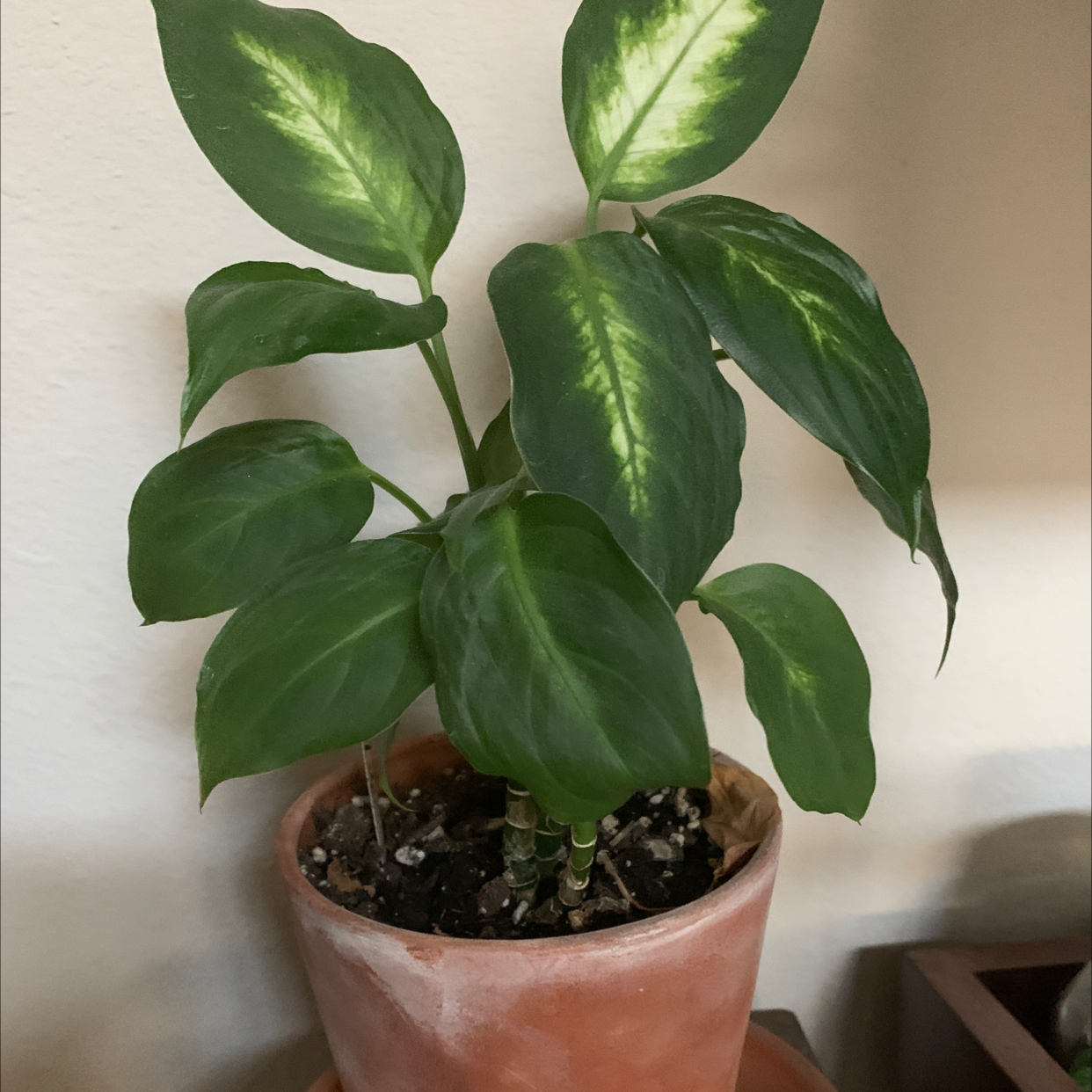 Dieffenbachia 'Camille' plant in a terracotta pot with healthy green leaves and variegation.