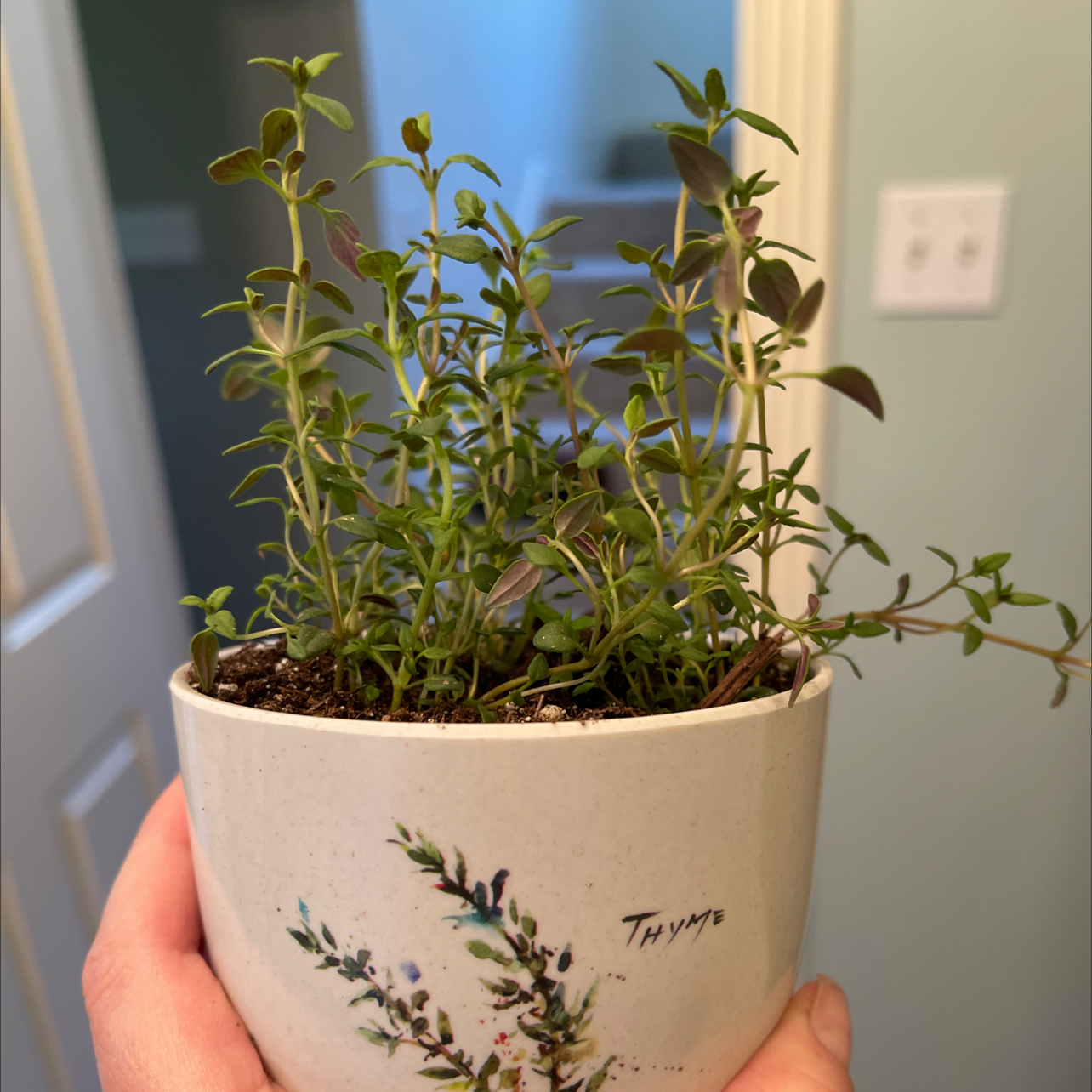 Healthy potted thyme plant with dense green leaves held in a hand-labeled white ceramic pot, showing compact size of plant.