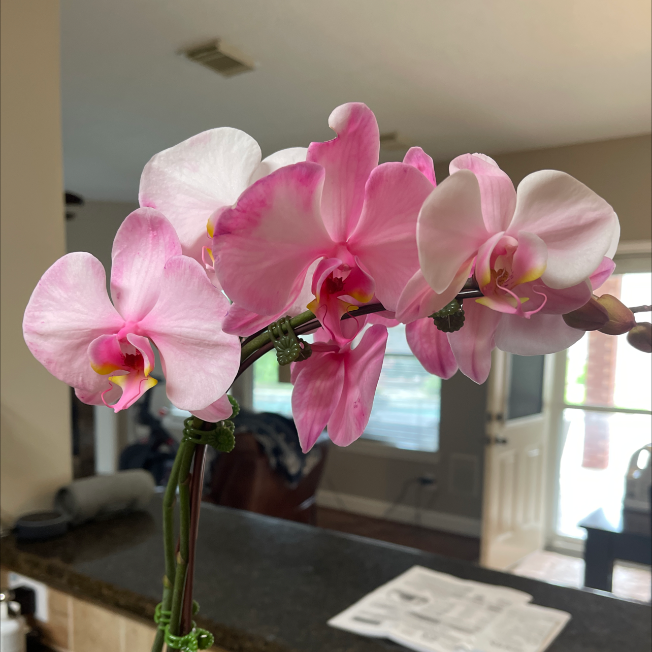 Phalaenopsis Orchid plant photo by @Laceyb named Queen on Greg, the plant care app.