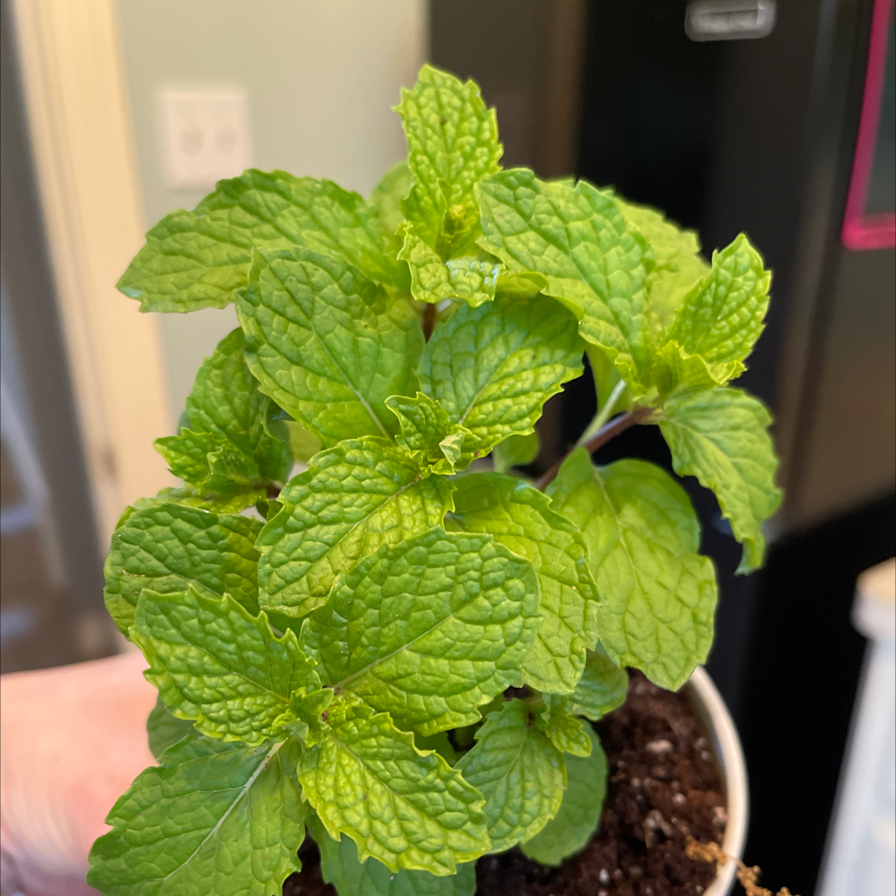 Healthy spearmint plant with vibrant green leaves in a pot, held by a hand.