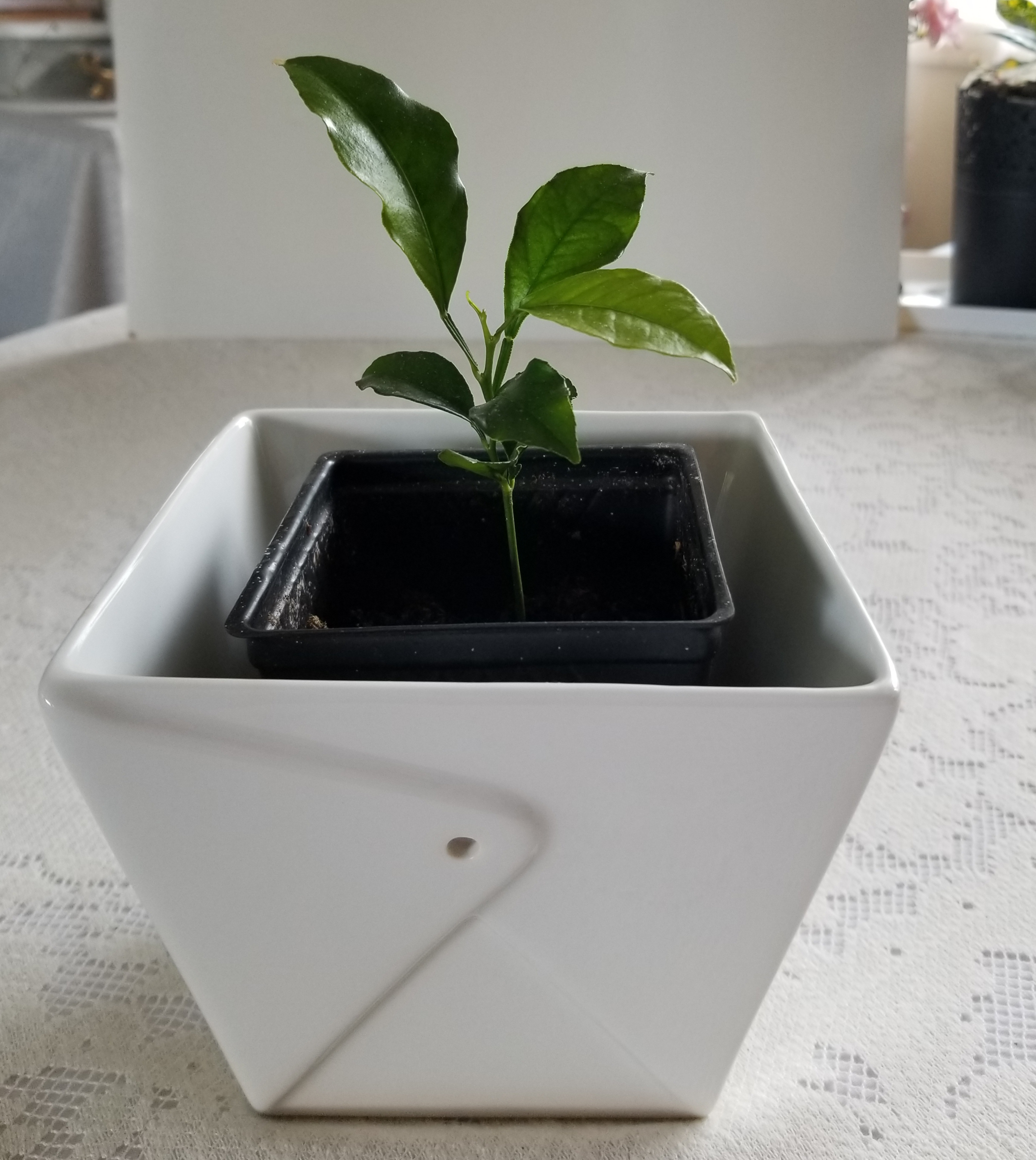 Young Grapefruit Tree in a black pot inside a white decorative pot, healthy green leaves.