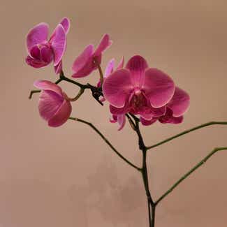 Phalaenopsis Orchid plant in Vancouver, British Columbia