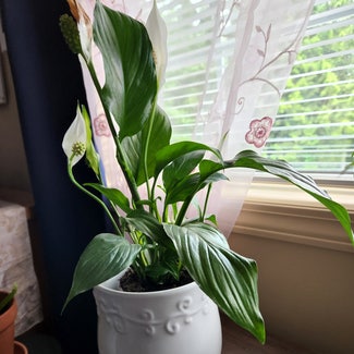Peace Lily plant in Vancouver, British Columbia