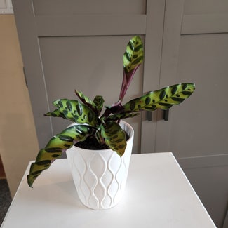 Calathea 'Beauty Star' plant in Vancouver, British Columbia