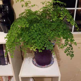 Pacific Maidenhair Fern plant in Vancouver, British Columbia