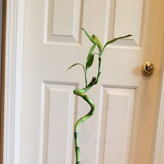 Lucky Bamboo plant in Vancouver, British Columbia