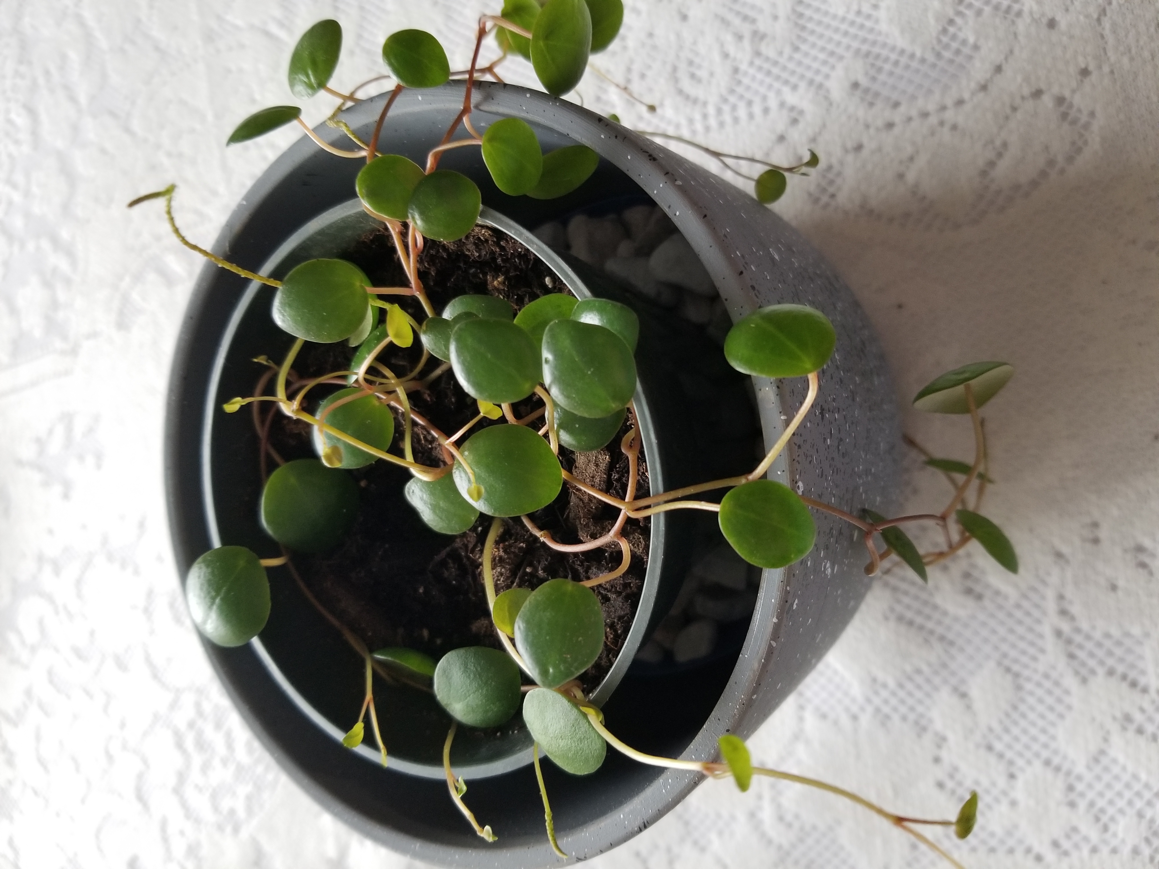 Maidenhair Vine plant in a pot with green leaves, well-framed and healthy.