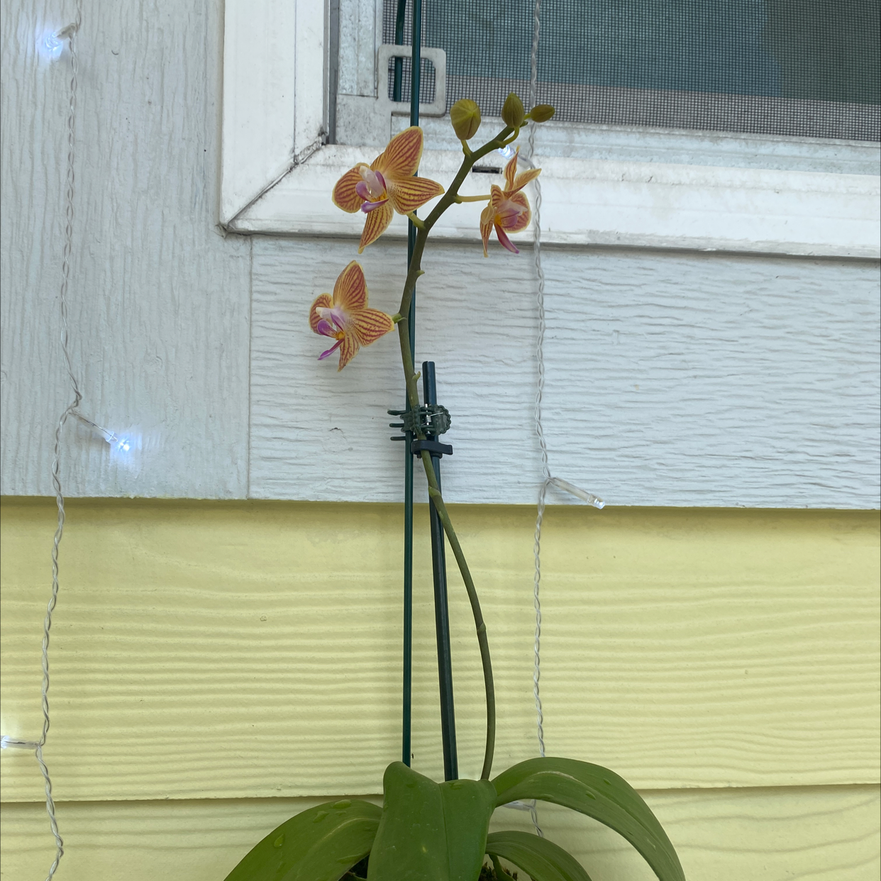 Photo of the plant species spiked crested coralroot by Tenelle named Eva on Greg, the plant care app