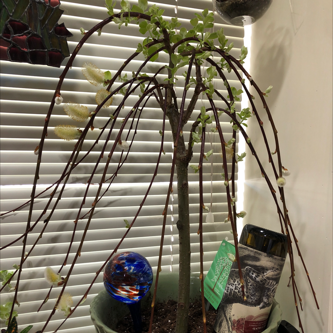 Why Are My Pussy Willow Leaves Turning Yellow? 🐱