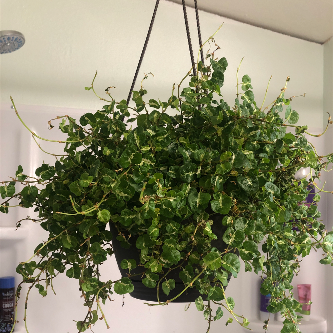 A large, thriving hanging basket of Creeping Fig with lush green foliage cascading down from the planter.