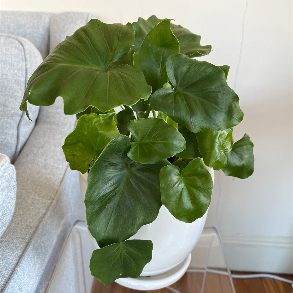 Healthy Alocasia gagaena 'California' plant with large green leaves in a white pot indoors.