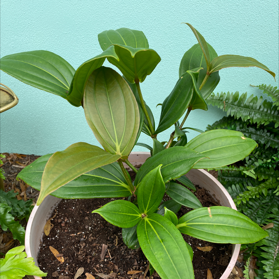 Photo of the plant species David viburnum by @ModernHoupara named Orchid on Greg, the plant care app