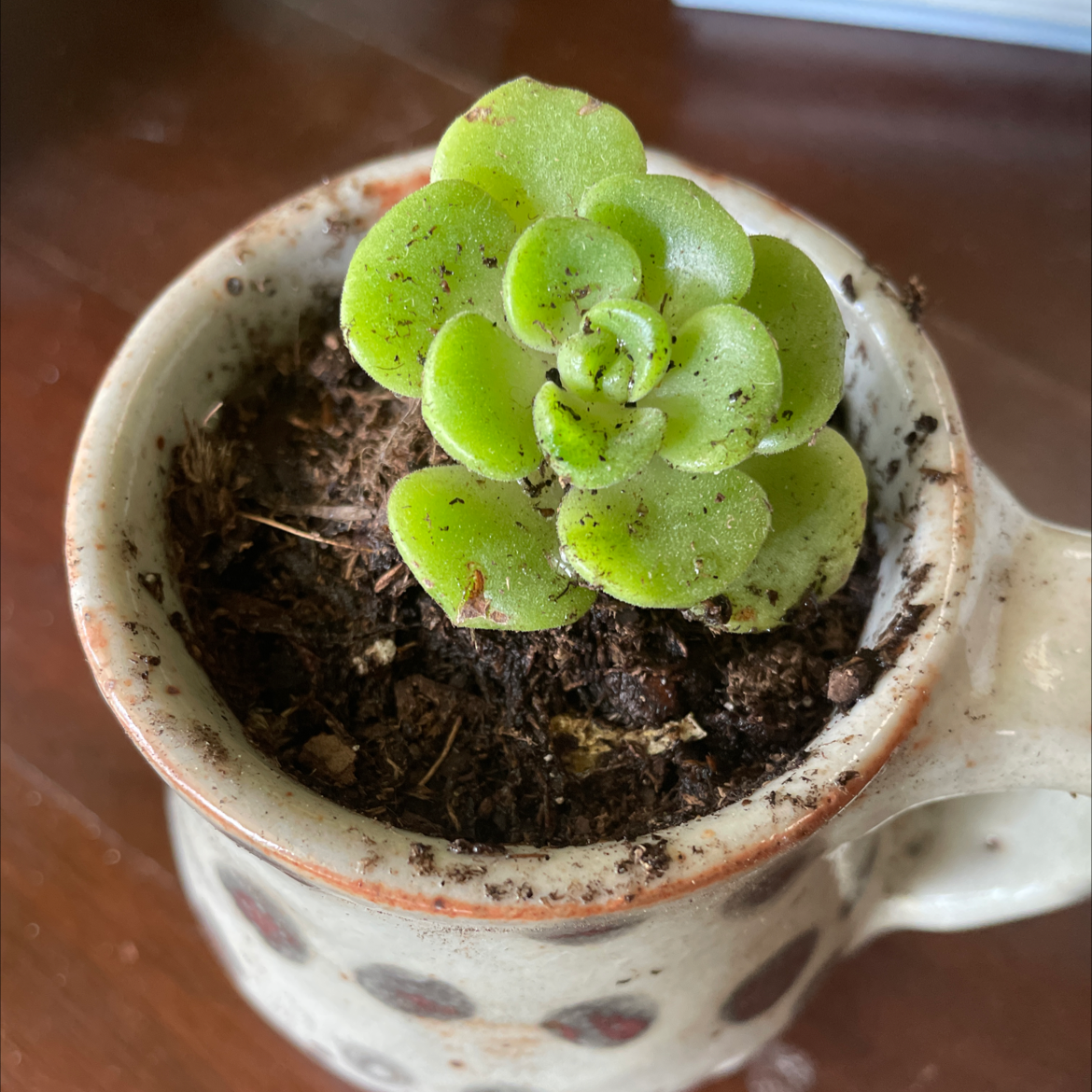 Aeonium 'Lily Pad' succulent in a ceramic pot with visible soil.