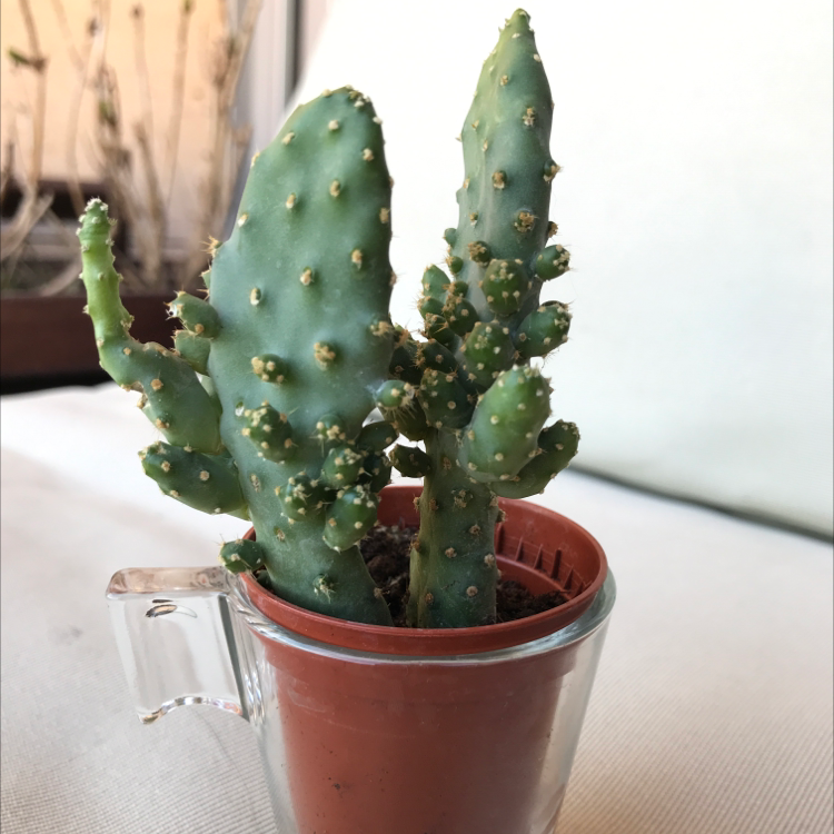 Photo of the plant species Drooping Prickly Pear by @Tsovinar named Pico on Greg, the plant care app