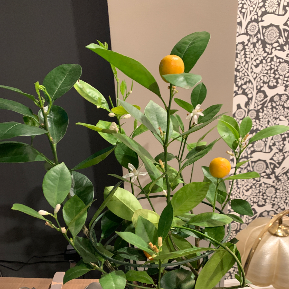 Calamondin plant with green leaves, orange fruits, and flowers.