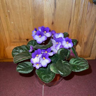 Kenyan Violet plant in Eau Claire, Wisconsin