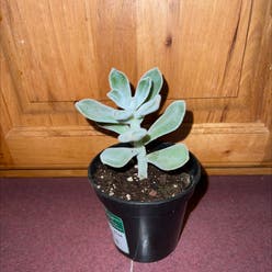 Plush Plant plant