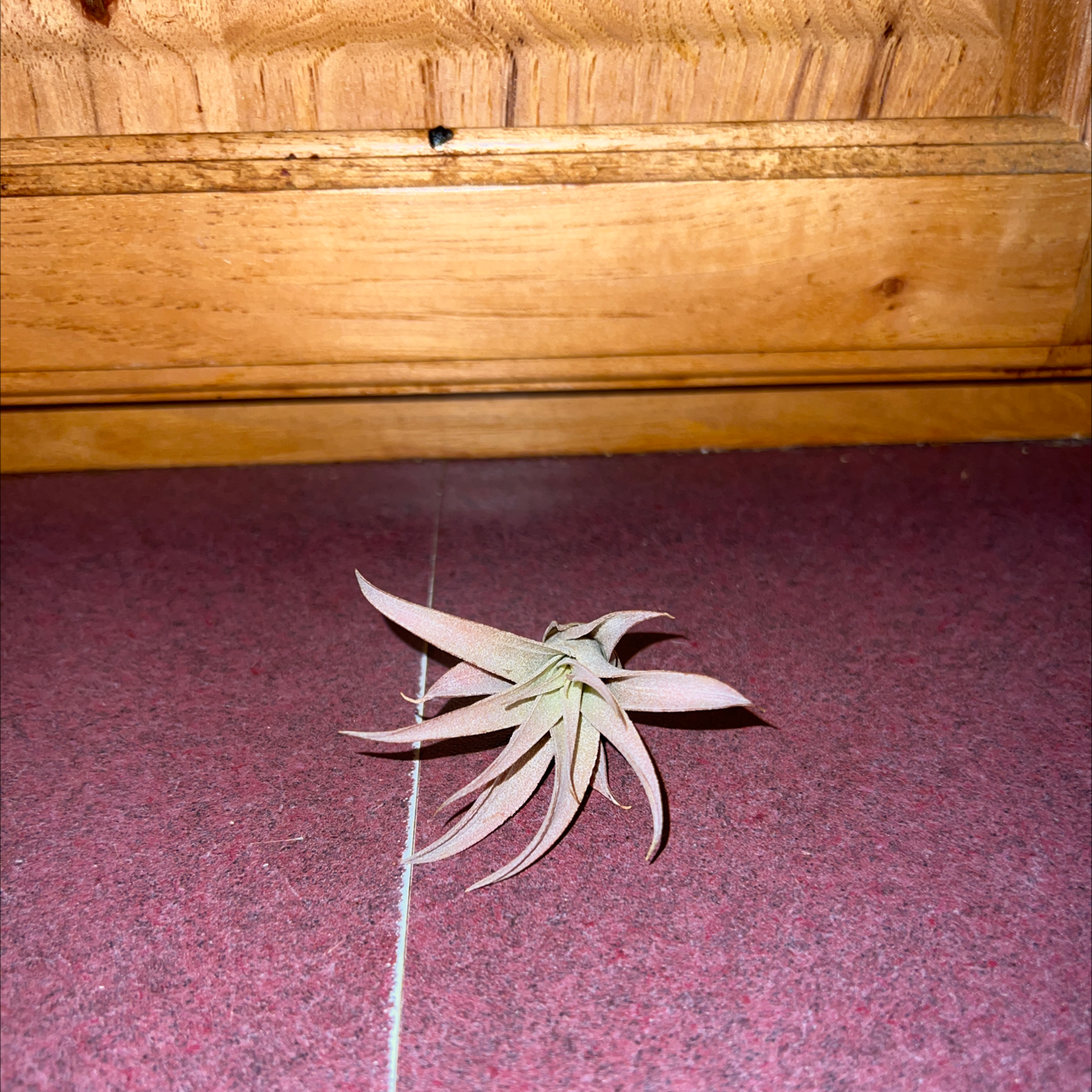 Tillandsia harrisii plant on a tiled floor with a wooden background.