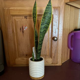 Snake Plant plant in Eau Claire, Wisconsin