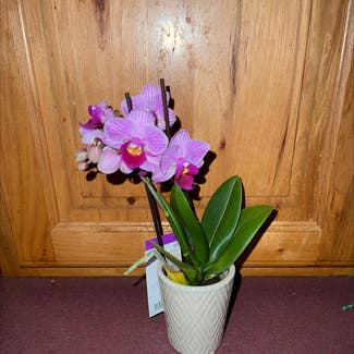 Phalaenopsis Orchid plant in Eau Claire, Wisconsin