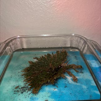 Rose of Jericho plant in Eau Claire, Wisconsin