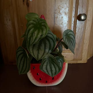 Watermelon Peperomia plant in Eau Claire, Wisconsin