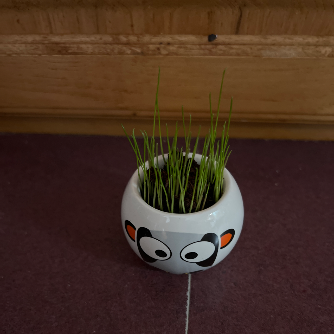 Small pot with young green shoots of Orchard Grass on a dark surface.
