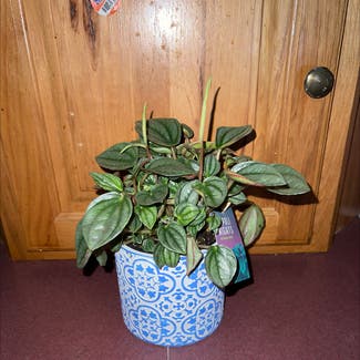 Silver Frost Peperomia plant in Eau Claire, Wisconsin