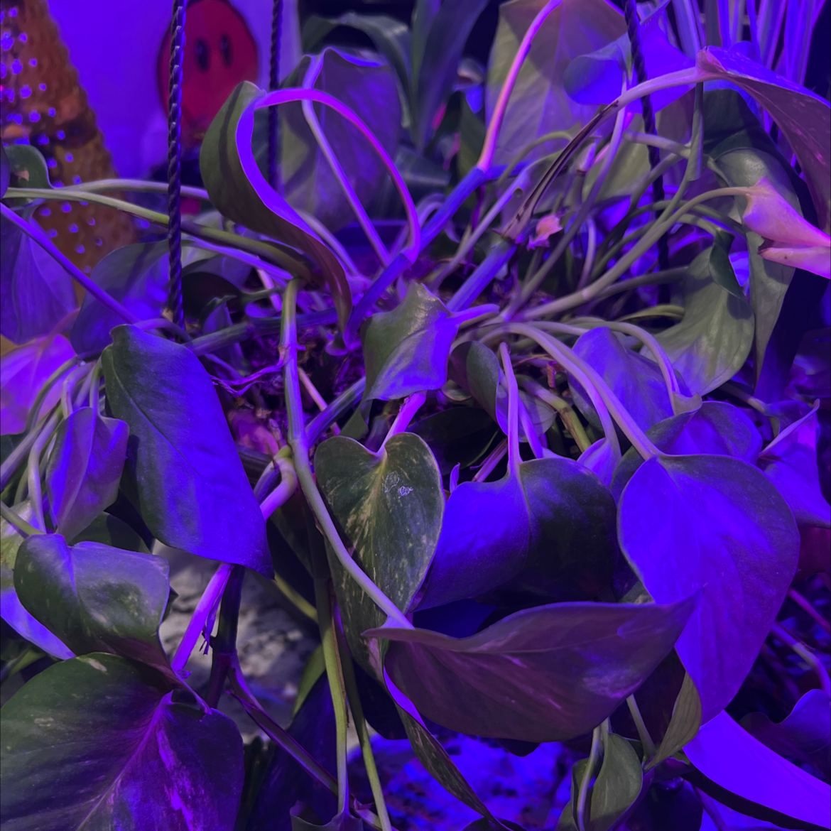 Ivy Arum plant photo by @ElderAjwain named Pothos on Greg, the plant care app.