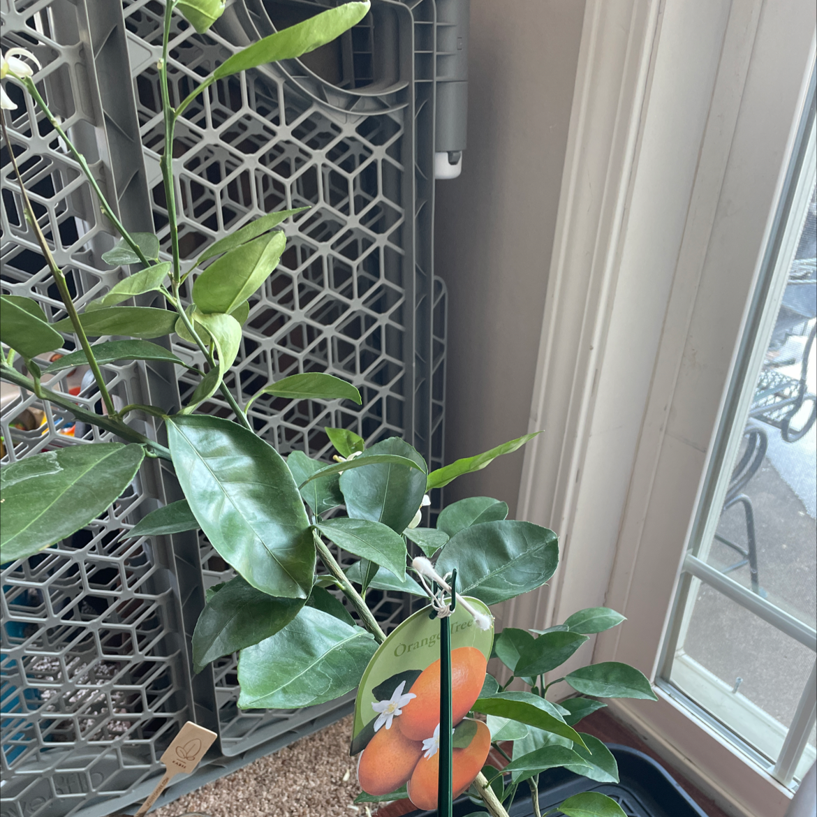 Orange tree