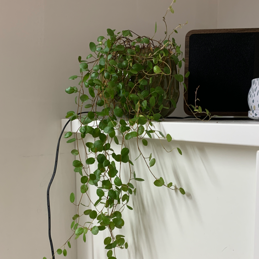 Maidenhair Vine plant with green leaves and trailing stems on a white surface.
