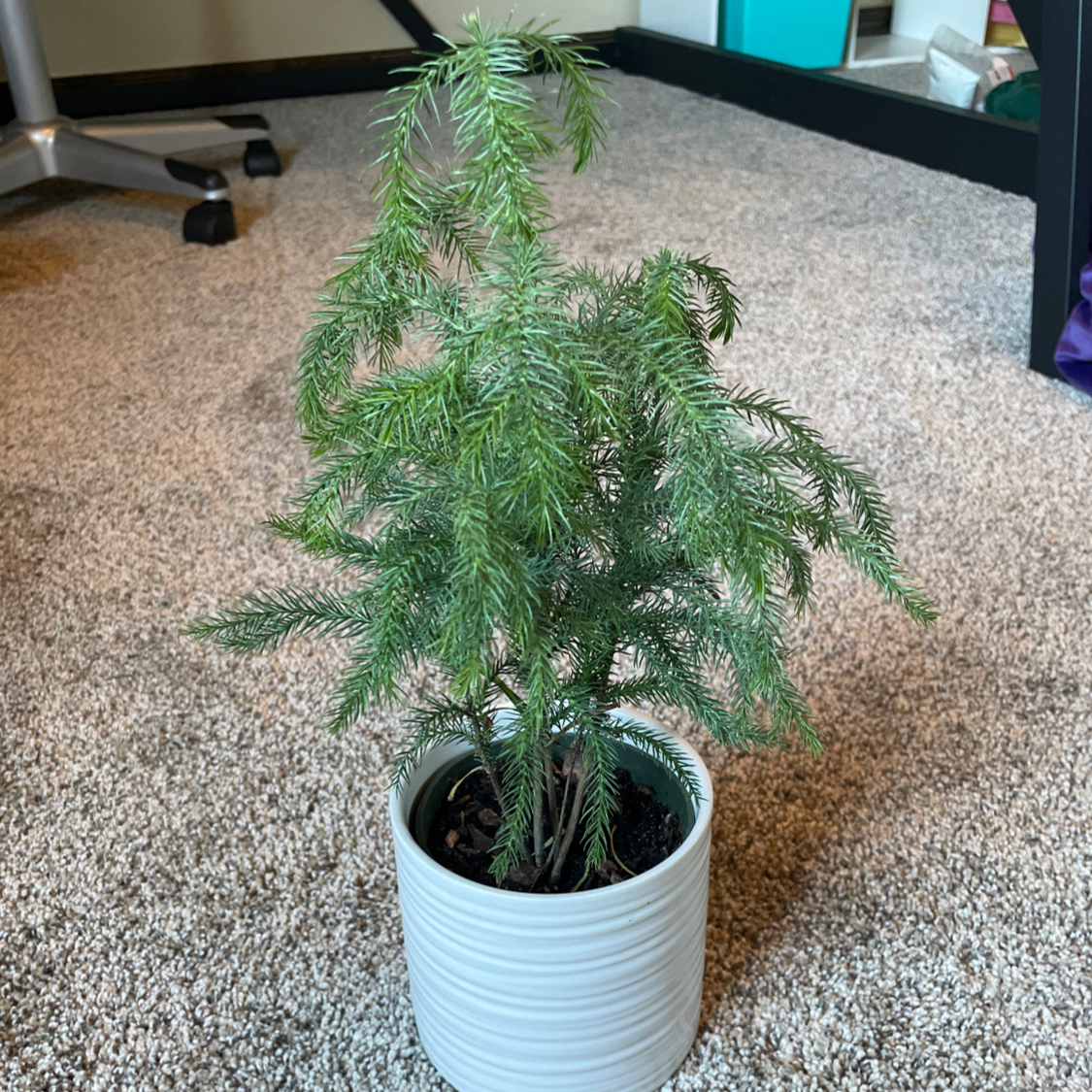 Norfolk Island Pine plant photo by @emmat named Emanuel on Greg, the plant care app.