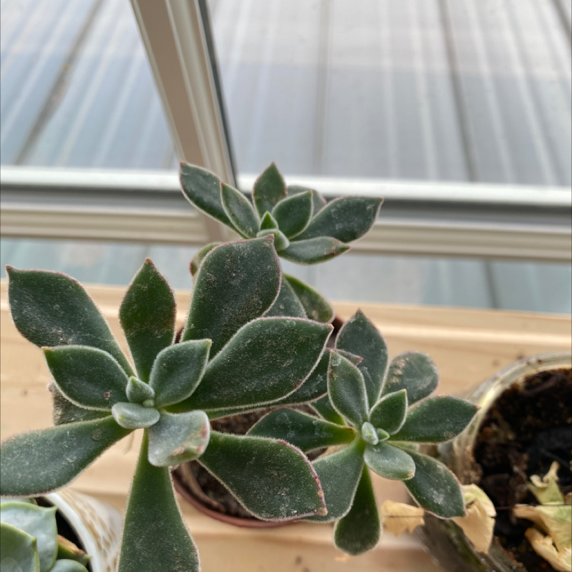 Crassula mesembryanthemoides plant with green rosettes in a pot near a window.