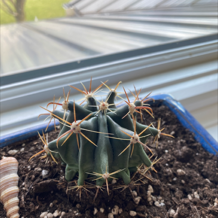 Sonora Barrel cactus in a pot with visible soil, well-framed and in focus.