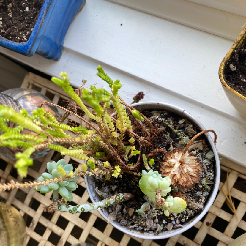 Potted Rattail Crassula with some brown and green stems, visible soil, placed on a lattice surface near a window.