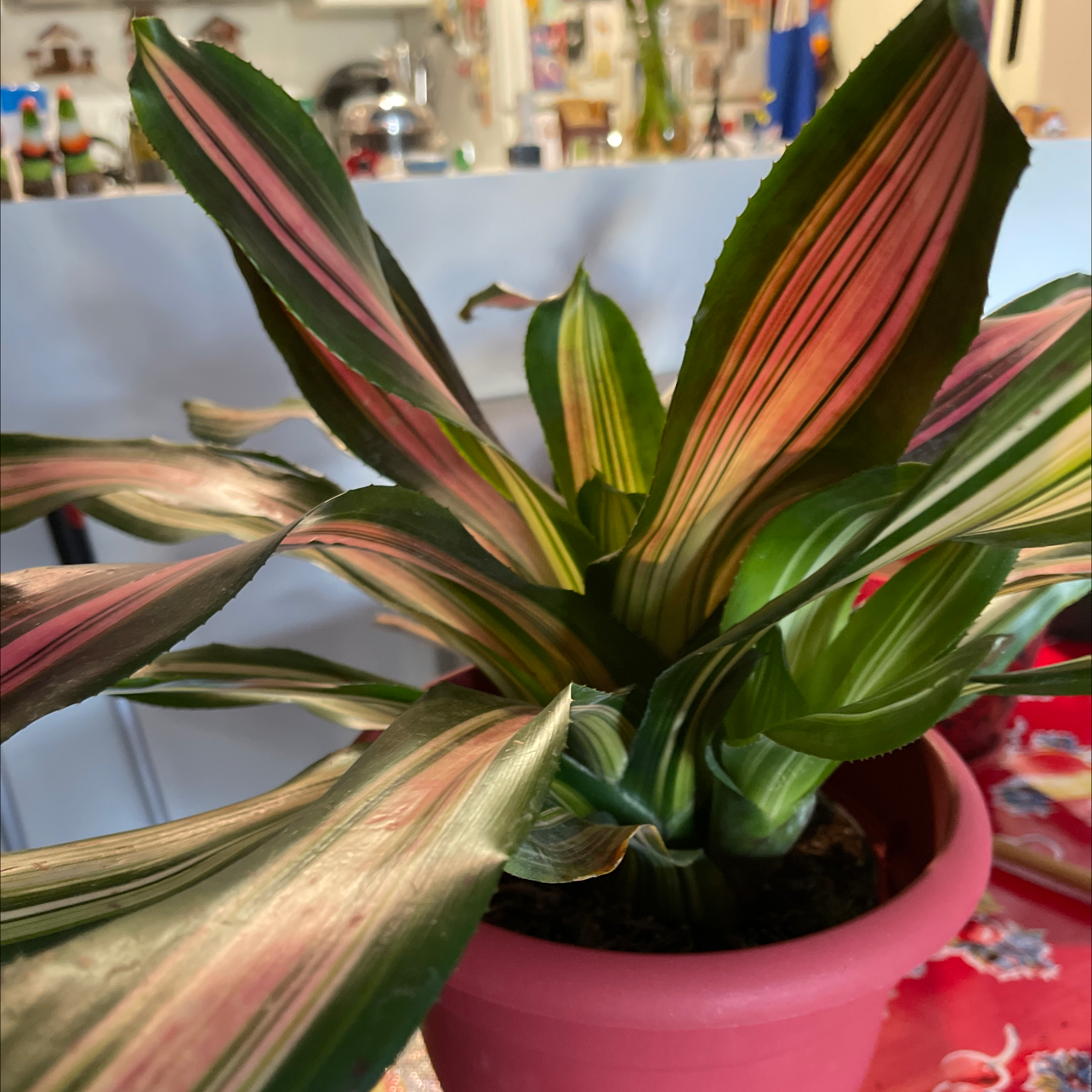 Blushing Bromeliad with vibrant pink and green striped leaves in a pink pot.