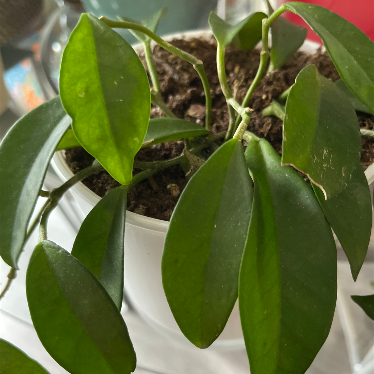 Waxplant plant photo by @Scanas named Tolkien on Greg, the plant care app.