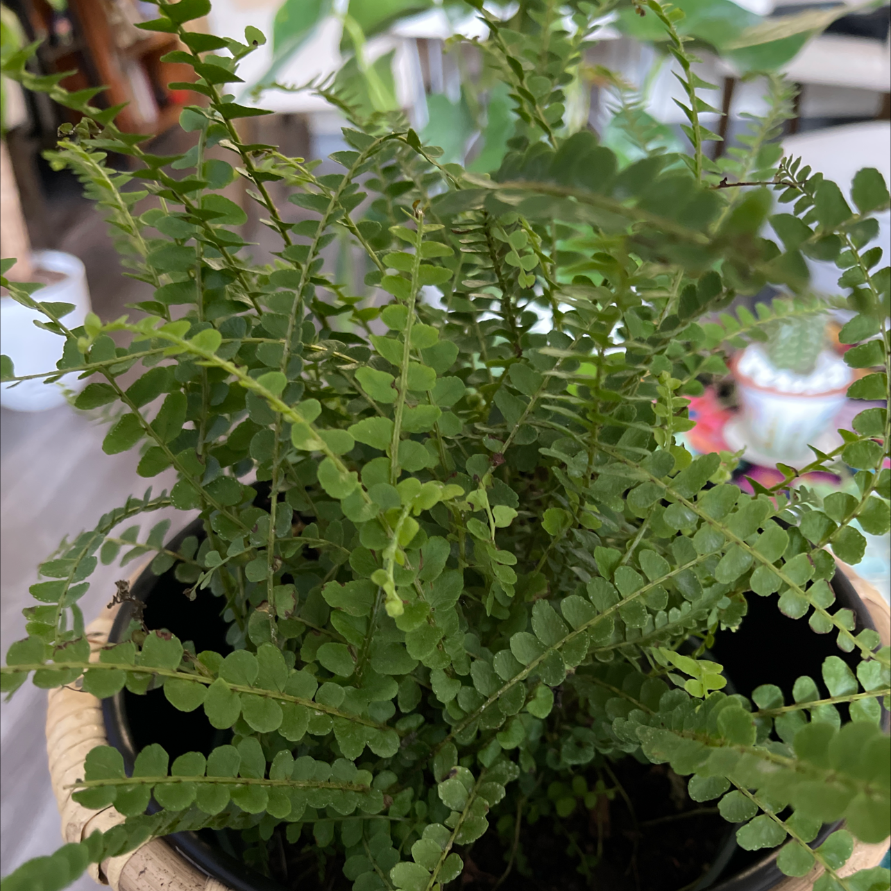 Photo of the plant species Lemon Button Fern by @Scanas named Madonna on Greg, the plant care app